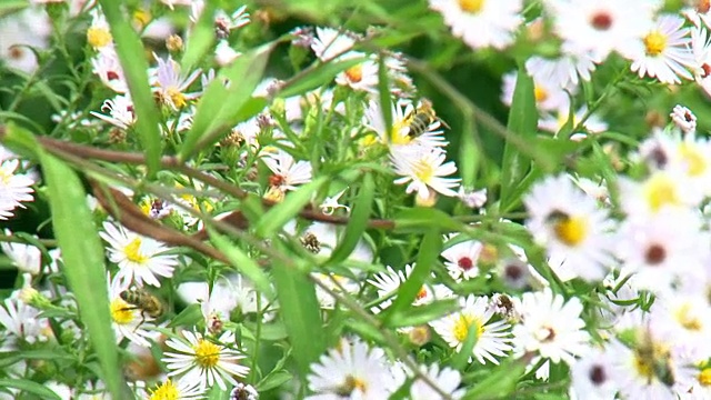 蜜蜂在花上收集花粉视频下载