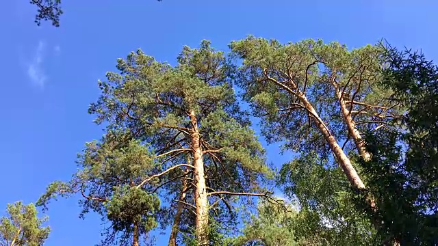 高耸的针叶树映衬着天空。比亚沃维耶扎森林生活。视频素材