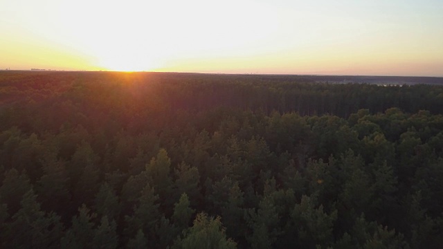 航拍的深冷杉林在夏季日落视频下载