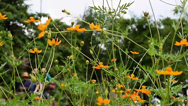 黄花在大象背上模糊的游客面前视频素材