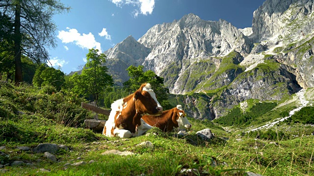 动物Cinemagraphs -在晴朗的夏日，4K牛在高山草地上休息视频素材