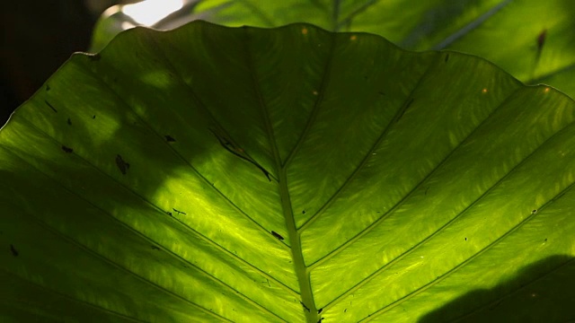 热带雨林-大型热带植物的叶子随风摆动;视频素材