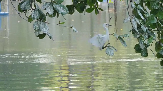 白鹭栖息在树枝上寻找猎物。视频素材