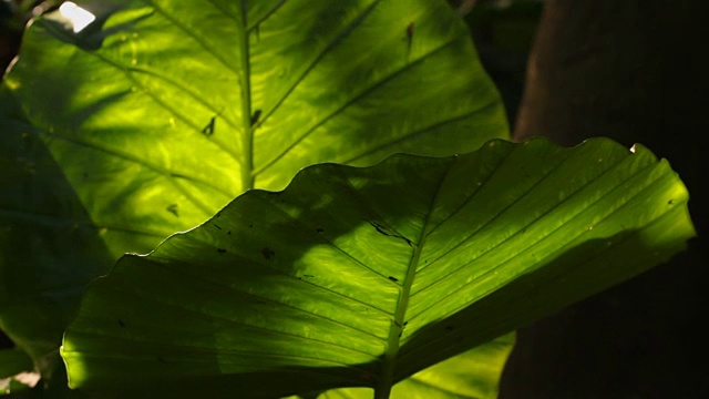 热带雨林-大型热带植物的叶子随风摆动;视频素材