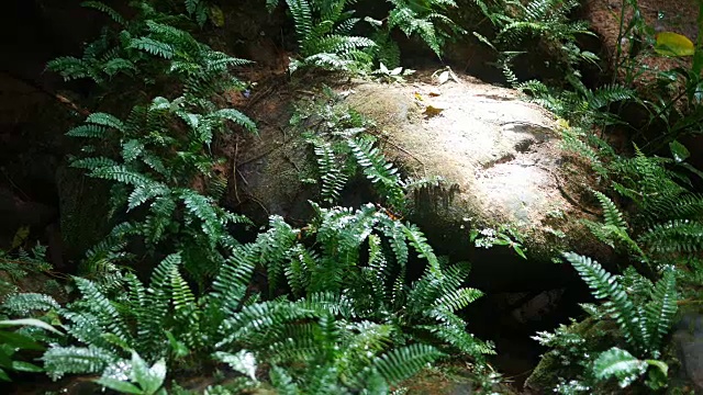 特写蕨类植物视频素材