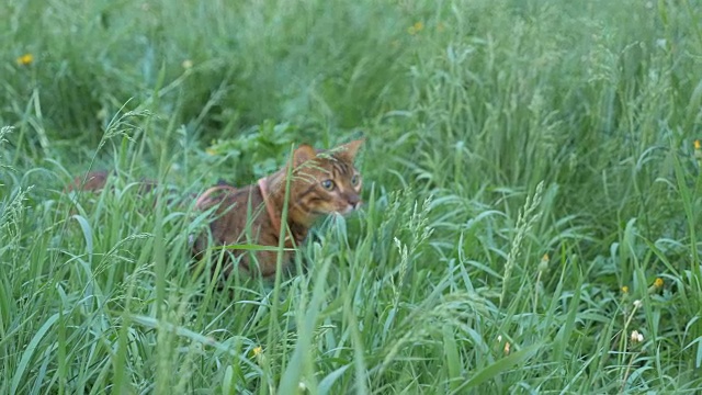 一只孟加拉猫走在绿色的草地上。视频素材