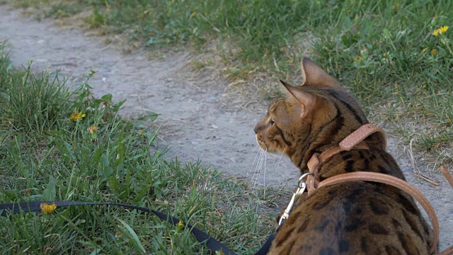 孟加拉猫和狗玩具梗在绿色的草地上散步。视频素材