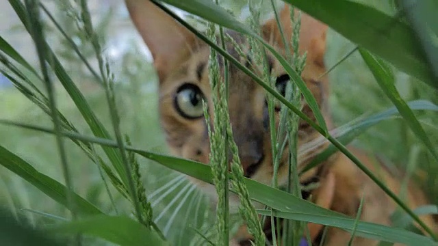 一只孟加拉猫走在绿色的草地上。视频素材