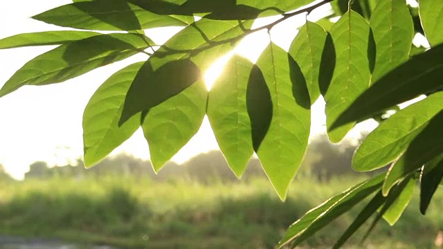 阳光透过树叶视频素材