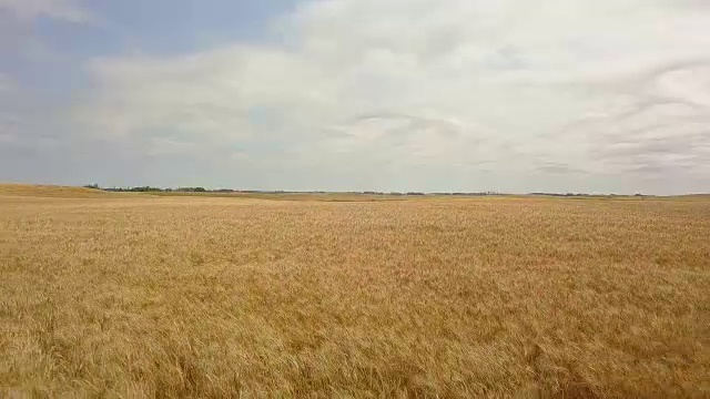 从空中俯瞰草原麦田视频素材