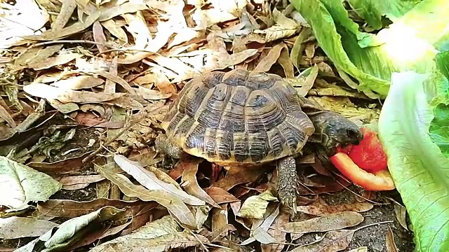 乌龟在自然界中视频下载