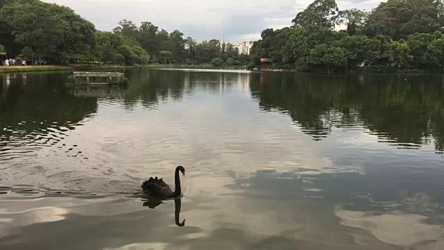 宁静的湖鸭在反射的水面上游泳视频素材