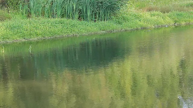 有沼泽河岸的小河。视频下载