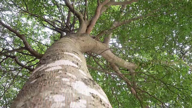 低角度的大树与改变焦点效果视频素材