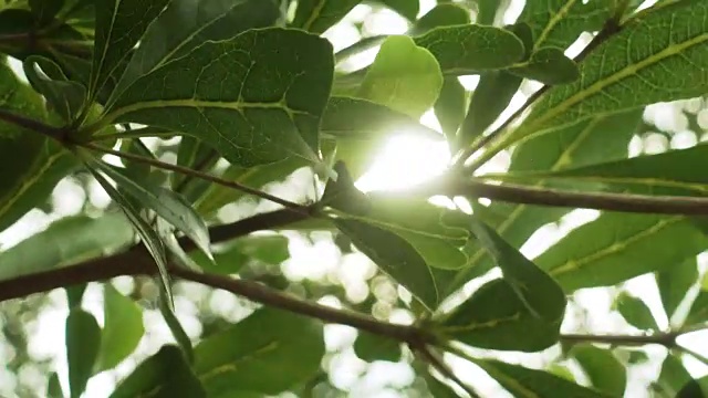 树叶与阳光透过的特写视频素材