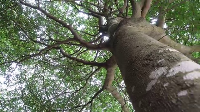 在一棵大树下散步的景色视频下载