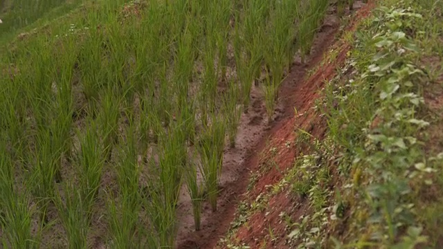 倾斜:小茅屋属梯田视频素材