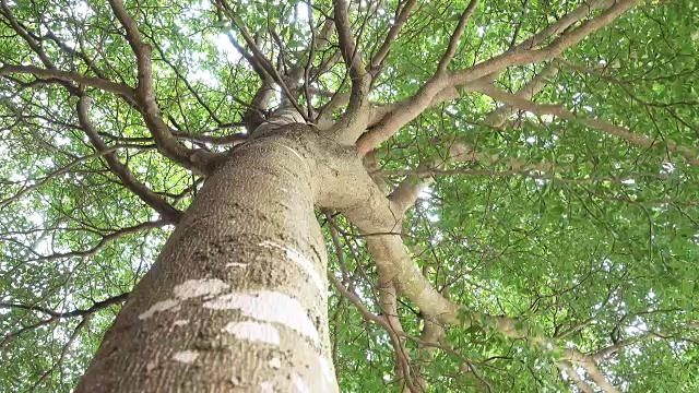 大的树视频素材