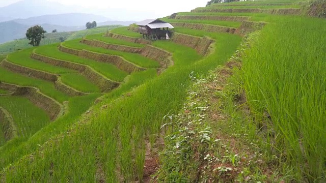 属于梯田的小茅屋侧视图视频素材