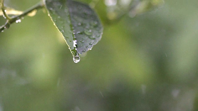 以绿色为背景，以雨滴为背景，特写绿叶，慢镜头。视频素材