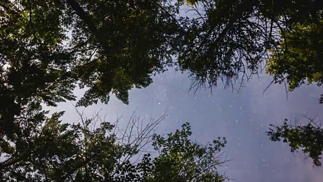 时间流逝直向上移动拍摄的夜空被树木包围视频素材