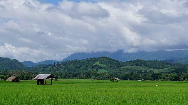 泰国乡村的绿色稻田景观视频素材