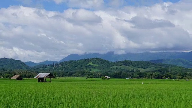 泰国乡村的绿色稻田景观视频素材