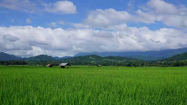 泰国乡村的绿色稻田景观视频素材