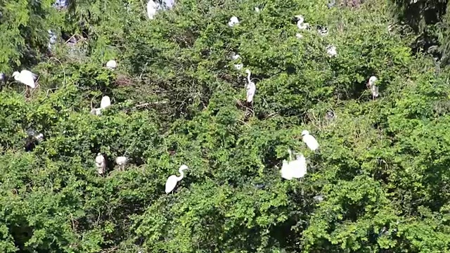 一群白鹭在布什。视频素材