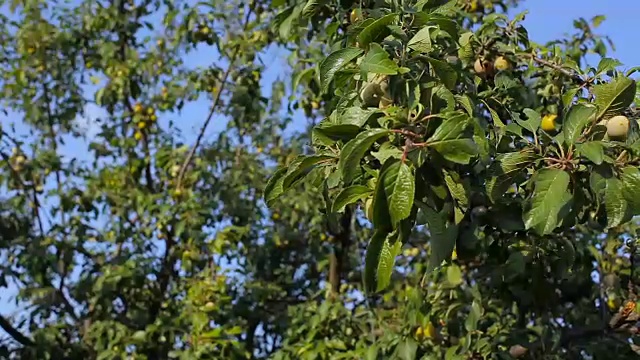 一个年轻人从花园里的树上摘李子视频素材