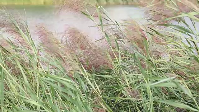 湖上的绿芦苇和香蒲随风飘动。视频。视频素材