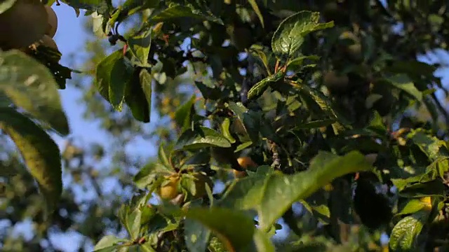 一个年轻人从花园里的树上摘李子视频素材