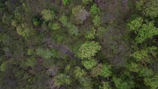 春季，空中从上到下的飞行，飞过加拿大北部发芽的树木视频下载