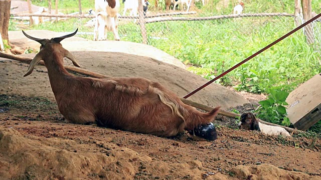 在当地农场以自然的方式给山羊接生视频素材