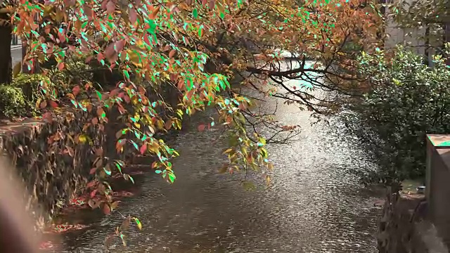 在日本京都的湖视频素材