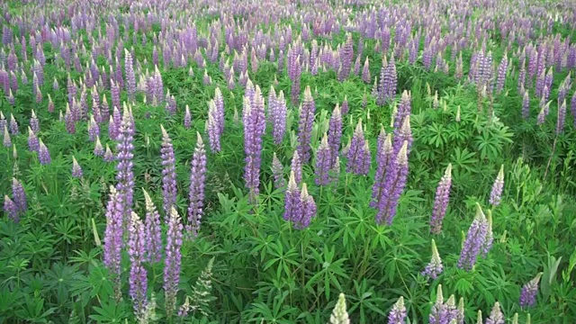 田野上有美丽的卢平紫色的颜色，风摇动着花朵视频素材