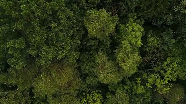 在绿色的落叶林中向前飞行视频素材