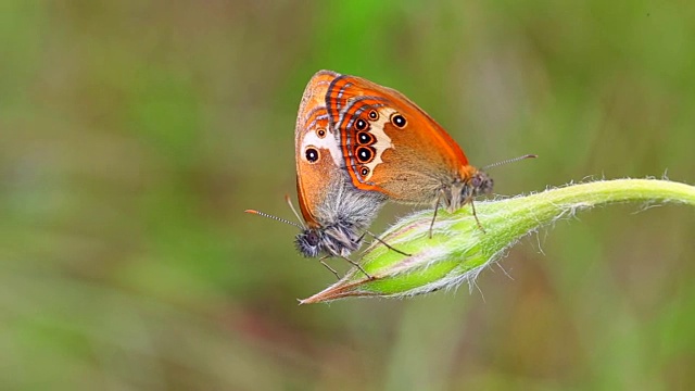 珍珠石南蝴蝶(Coenonympha arcania)视频素材