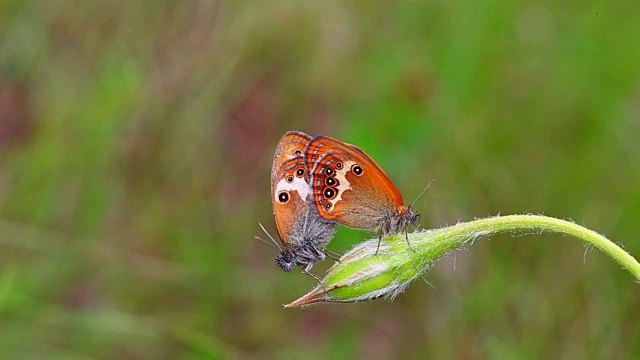 珍珠石南蝴蝶(Coenonympha arcania)视频下载