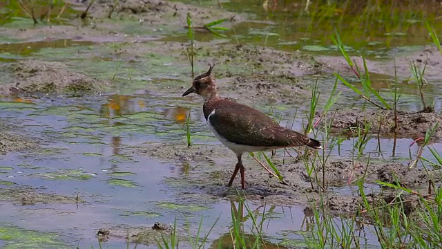 北田凫(Vanellus Vanellus)正在寻找食物视频下载