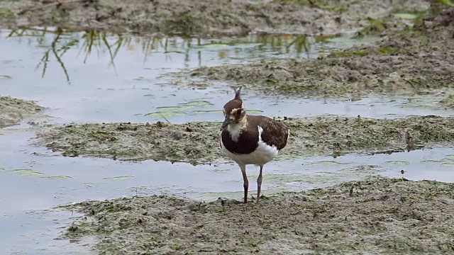 北田凫(Vanellus Vanellus)正在寻找食物视频下载