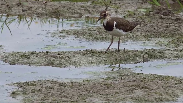 北田凫(Vanellus Vanellus)正在寻找食物视频素材