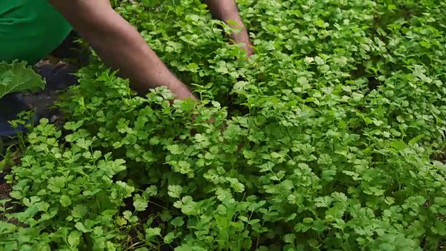 绿色的香菜种植园视频素材