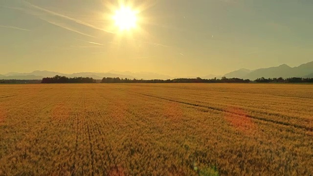 AERIAL:田园诗般的乡村，阳光明媚的傍晚，美丽的麦田景色视频素材