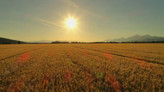 AERIAL:田园诗般的乡村，金色阳光的早晨，令人惊叹的广阔麦田视频素材