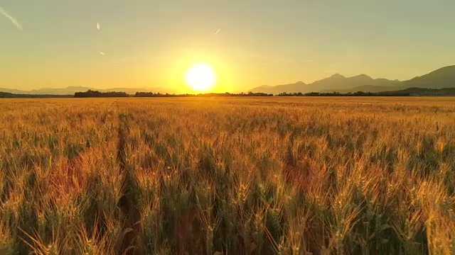 在金色的夕阳下，田园诗般的农田上美丽的麦田视频素材