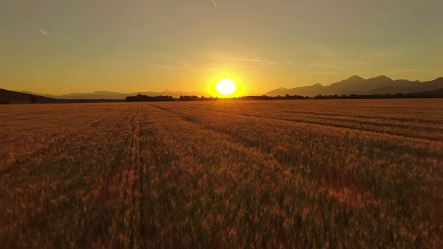 天线:在金色的夕阳下，田园诗般的小麦种植着广阔的农田视频素材