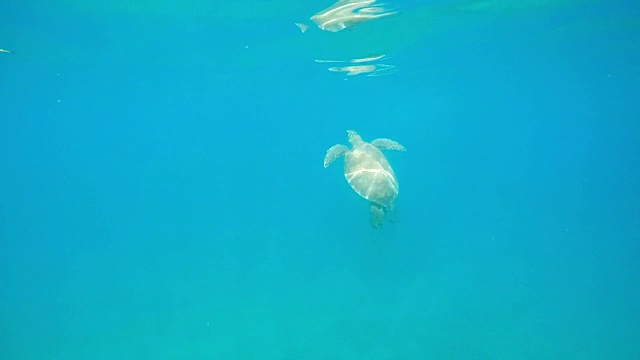 水下海龟视频素材