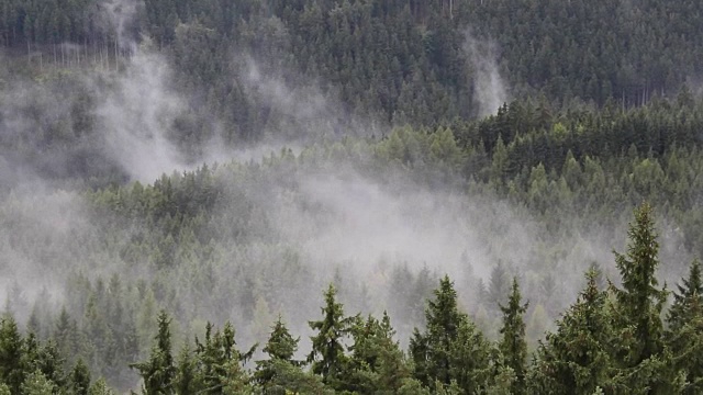 树上的雨雾，近距离看，捷克的风景视频素材