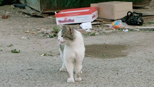 街上的野猫视频素材